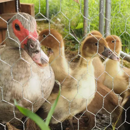 100 M3 Offenes Dachgeschoss Iris Urlaub Auf Dem Bauernhof *